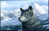 [Animal Art] Gray Wolf (Canis lupus)