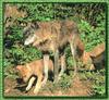 Gray Wolf mother and cubs (Canis lupus)
