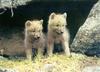 Gray Wolf cubs (Canis lupus)