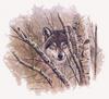 [Animal Art - David Wenzel] Gray Wolf (Canis lupus)