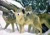 Gray Wolves (Canis lupus)