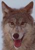 Gray Wolf (Canis lupus)