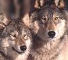 Gray Wolf pair (Canis lupus)