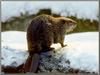 American Beaver (Castor canadensis)