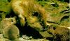 American Beaver family (Castor canadensis)