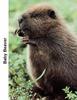 American Beaver cub (Castor canadensis)