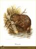 [Animal Art - Carl Brenders] Eurasian Beaver (Castor fiber)
