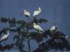 American White Ibis flock (Eudocimus albus)
