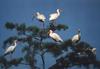 American White Ibis flock (Eudocimus albus)
