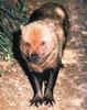 Bush Dog (Speothos venaticus)