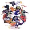 [Animal Art - Keith Hansen] Various Ducks
