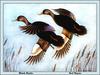 [Animal Art - Ned Mayne] American Black Duck pair in flight (Anas rubripes)