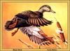 [Animal Art - Carla Huber] American Black Duck in flight (Anas rubripes)