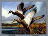 [Animal Art - David Maass] American Black Duck pair landing (Anas rubripes)