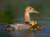 Canvasback duck and chicks (Aythya valisineria)