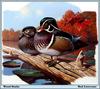 [Animal Art - Rod Lawrence] Wood Duck pair (Aix sponsa)