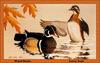 [Animal Art - Larry Zach] Wood Duck pair (Aix sponsa)