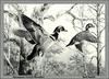 [Animal Art - Ned Smith] Wood Duck pair (Aix sponsa)