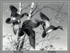[Animal Art - Jim Killen] Wood Duck flock (Aix sponsa)