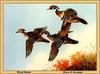 [Animal Art - Owen J. Gromme] Wood Duck flock (Aix sponsa)