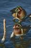 Wood Duck drakes (Aix sponsa)