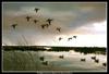[Animal Art - Maynard Reece] American Wigeon flock (Anas americana)