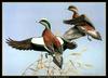 [Animal Art - Maynard Reece] American Wigeon pair (Anas americana)