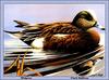 [Animal Art - Clark Sullivan] American Wigeon (Anas americana)