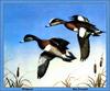 [Animal Art -  Jim Trandel] American Wigeon pair (Anas americana)