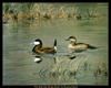 [Animal Art - Maynard Reece] Ruddy Duck pair (Oxyura jamaicensis)