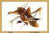 [Animal Art - Ernest Simmons] Northern Pintail pair (Anas acuta)
