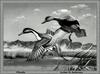 [Animal Art - Arthur S. Anderson] Northern Pintail pair (Anas acuta)