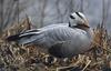 Bar-headed Goose (Anser indicus)