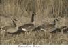 Canada Goose flock (Branta canadensis)