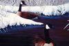 [Animal Art] Canada Goose pair (Branta canadensis)