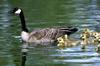 Canada Goose and goslings (Branta canadensis)