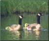 Canada Geese and goslings (Branta canadensis)