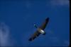 Canada Goose in flight (Branta canadensis)