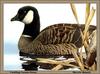 [Animal Art - Sherrie Russell] Canada Goose (Branta canadensis)