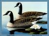 [Animal Art - James Partee Jr.] Canada Goose pair (Branta canadensis)