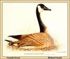 [Animal Art - Richard Lynch] Canada Goose (Branta canadensis)