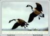 [Animal Art - David Turnbaugh] Canada Goose pair (Branta canadensis)