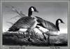 [Animal Art - Terry R. Redlin] Canada Goose pair (Branta canadensis)