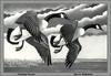 [Animal Art - Jerry Johnson] Canada Goose pair (Branta canadensis)