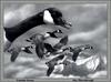 [Animal Art - Joe Thorabrugh] Canada Geese in flight (Branta canadensis)