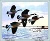 [Animal Art - Larry Barton] Canada Geese in flight (Branta canadensis)