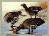 [Animal Art - D. M. Smith] Greater White-fronted Geese (Anser albifrons)