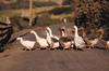 Domestic Goose flock