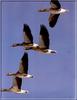 Greylag Goose flock in flight (Anser anser)