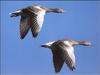 Greylag Goose pair in flight (Anser anser)